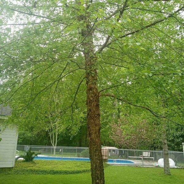 Betula nigra Habitus