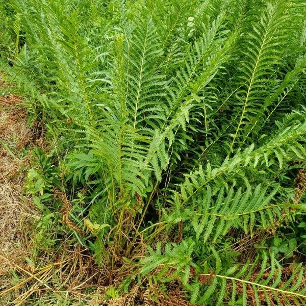 Osmundastrum cinnamomeum Leaf