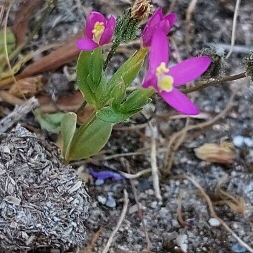 Centaurium tenuiflorum Lapas