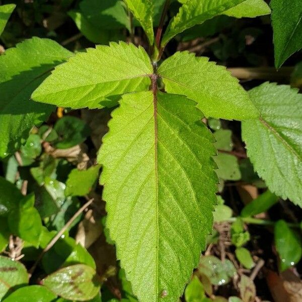 Bidens pilosa Blad