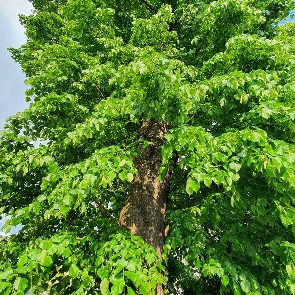 Tilia cordata Habit