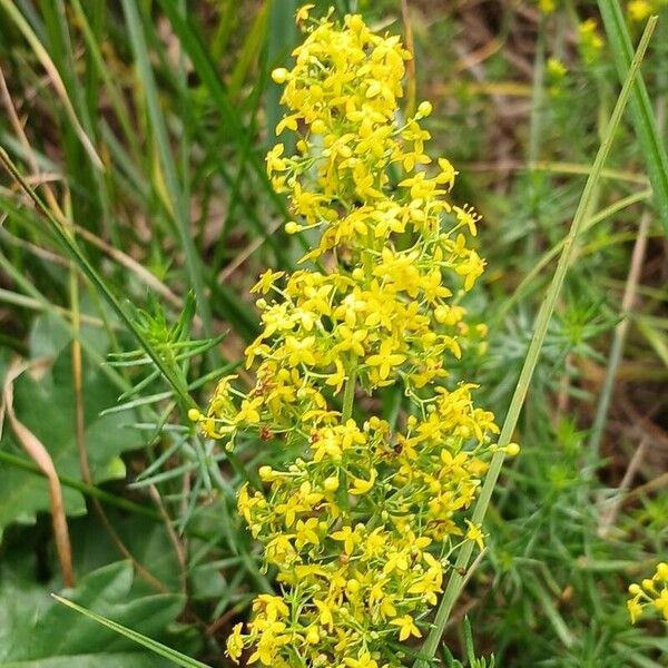 Galium verum Kukka