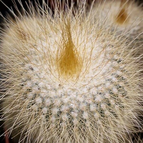 Parodia lenninghausii Hostoa