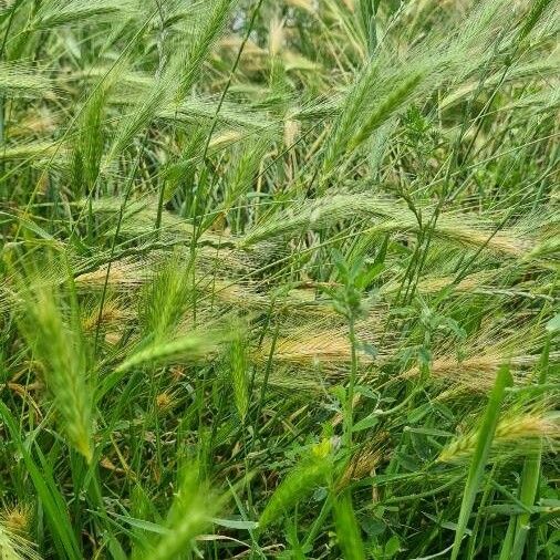 Hordeum murinum Leaf