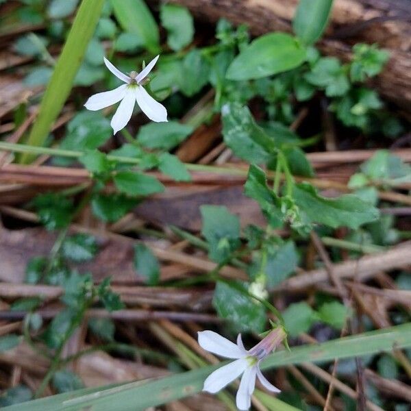 Lobelia purpurascens Floare