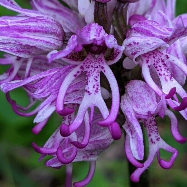 Orchis simia 花