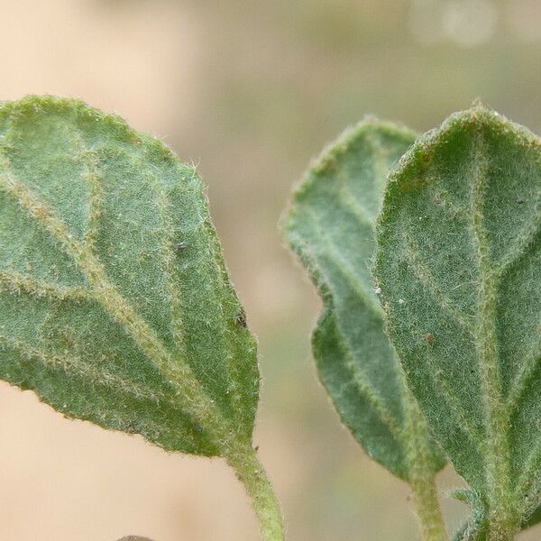 Helianthemum salicifolium Folio