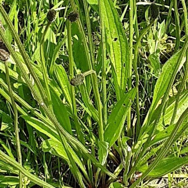 Plantago argentea Blad