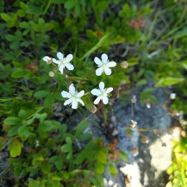 Moehringia lateriflora Fiore