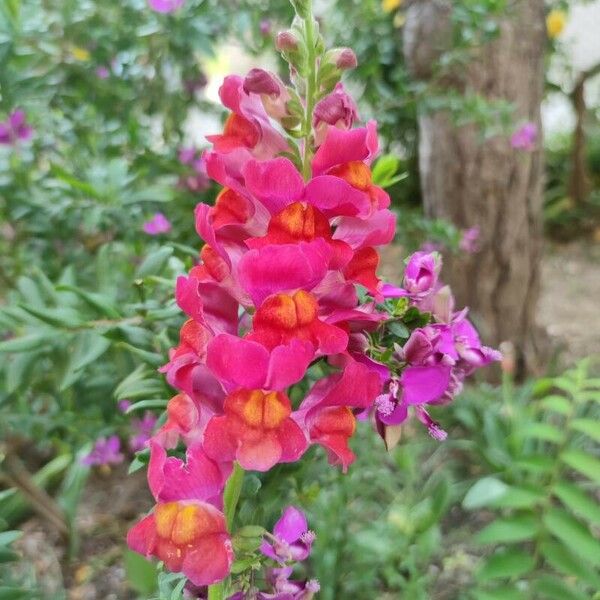 Antirrhinum majus 花