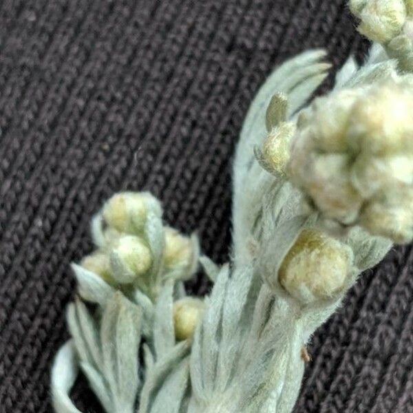 Artemisia frigida Flower