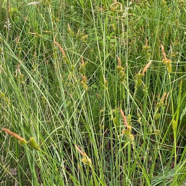 Carex mairei Habitatea