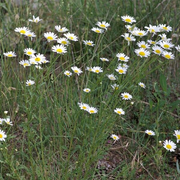 Leucanthemum vulgare Alkat (teljes növény)