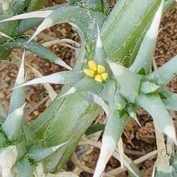 Cornulaca aucheri Flower