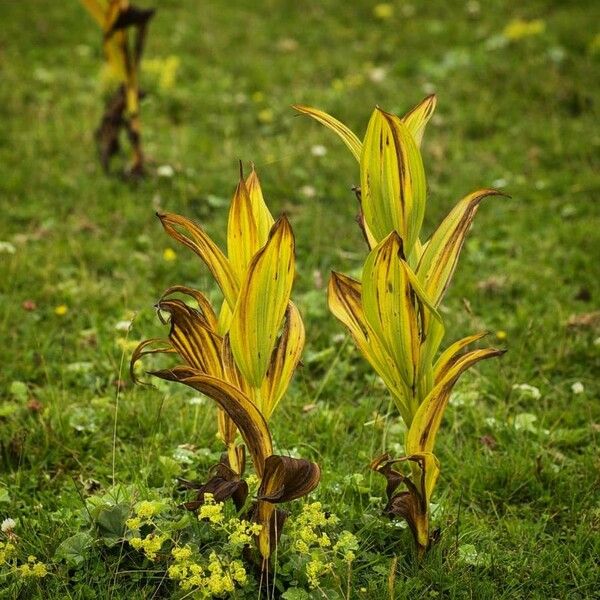 Veratrum album Habit