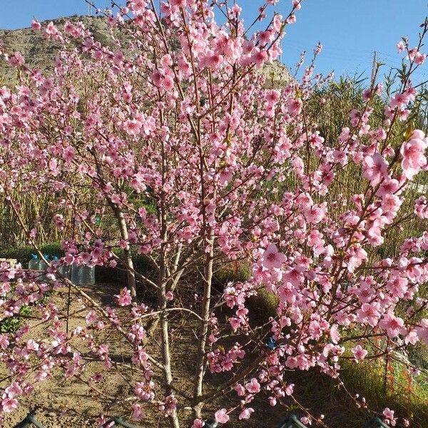 Prunus persica Habit