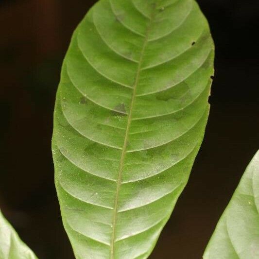 Trichilia schomburgkii Hoja