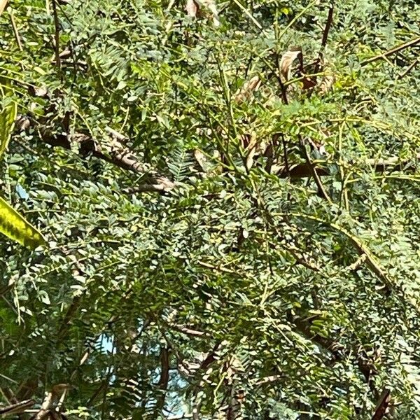 Leucaena leucocephala Blatt