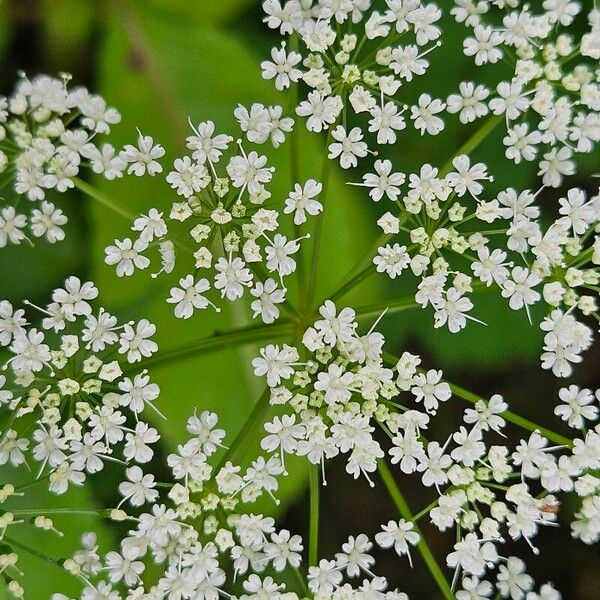 Aegopodium podagraria 花