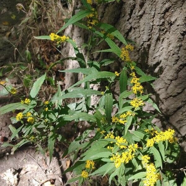 Solidago caesia Blomst