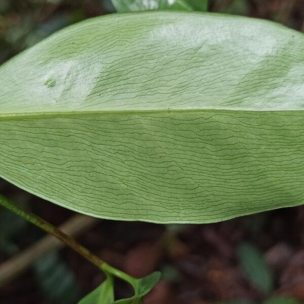 Garcinia punctata Yaprak