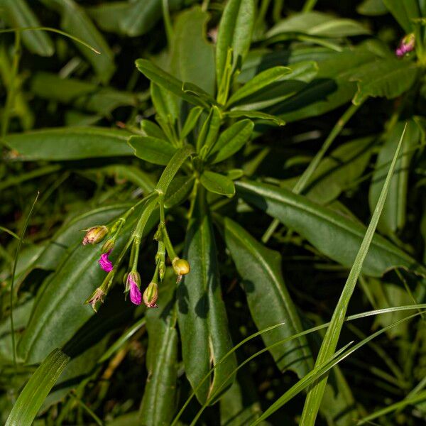 Talinum fruticosum പുഷ്പം