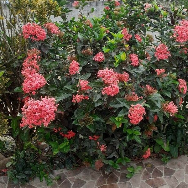 Ixora chinensis Цветок