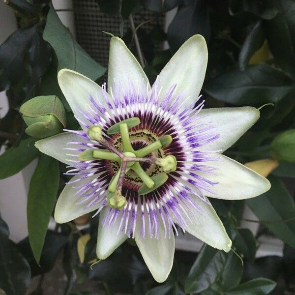 Passiflora caerulea Flor