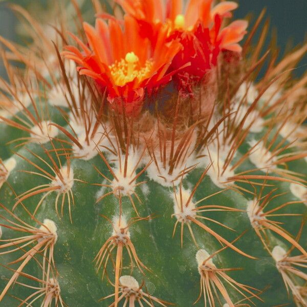 Parodia maassii Flower