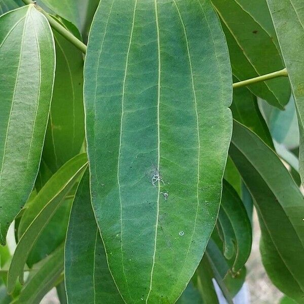 Cinnamomum verum Leaf