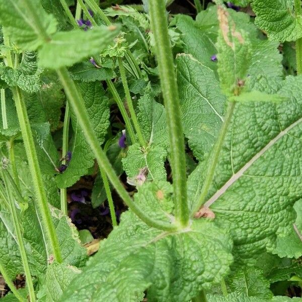 Salvia pratensis Leaf