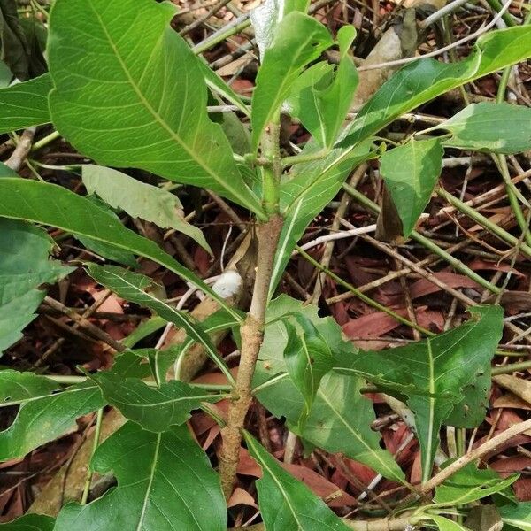 Gardenia ternifolia Fulla