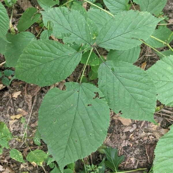 Rubus canadensis Blad