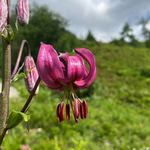 Lilium martagon Blomst