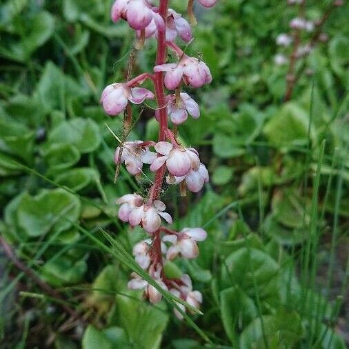 Pyrola asarifolia Flower