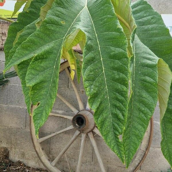 Tetrapanax papyrifer Fuelha