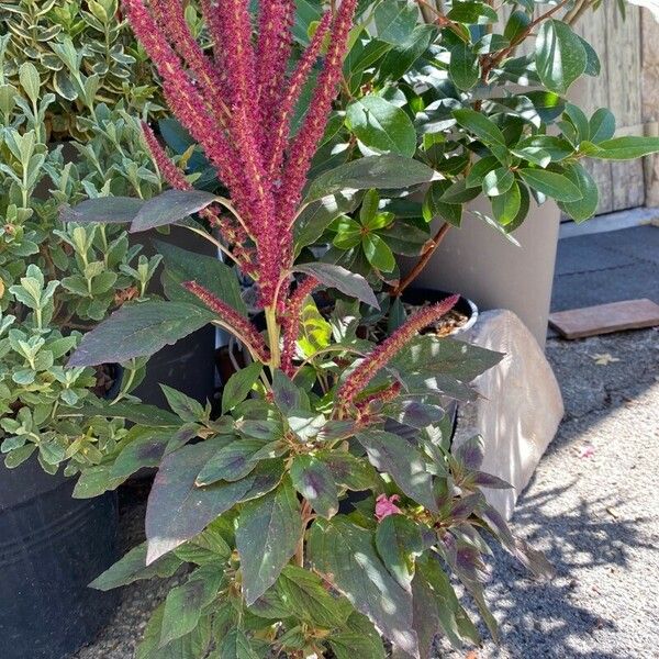 Amaranthus hypochondriacus Çiçek