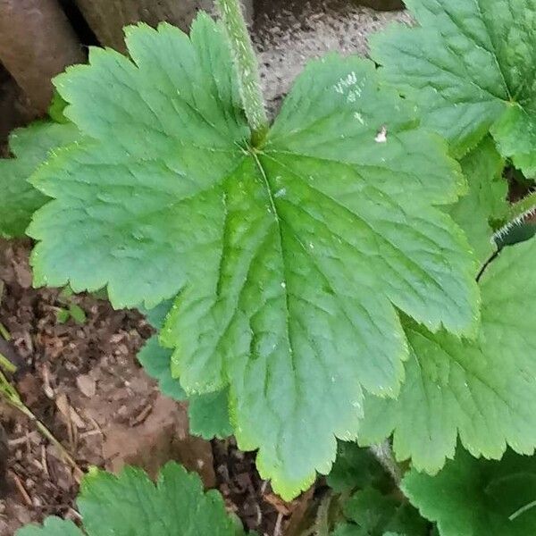 Tellima grandiflora Leaf