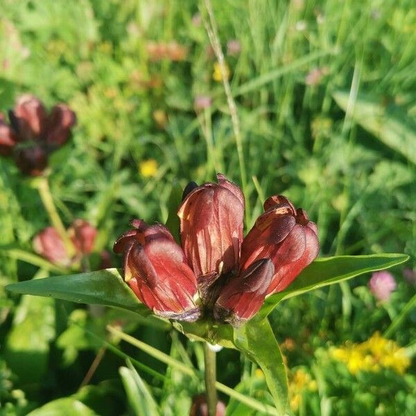 Gentiana purpurea Λουλούδι