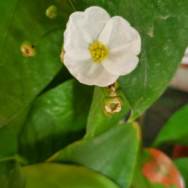 Aquarius palifolius Blomst