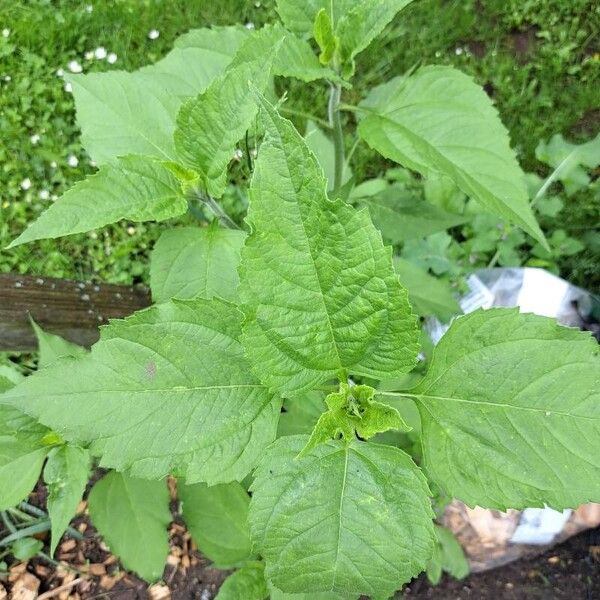 Helianthus tuberosus برگ