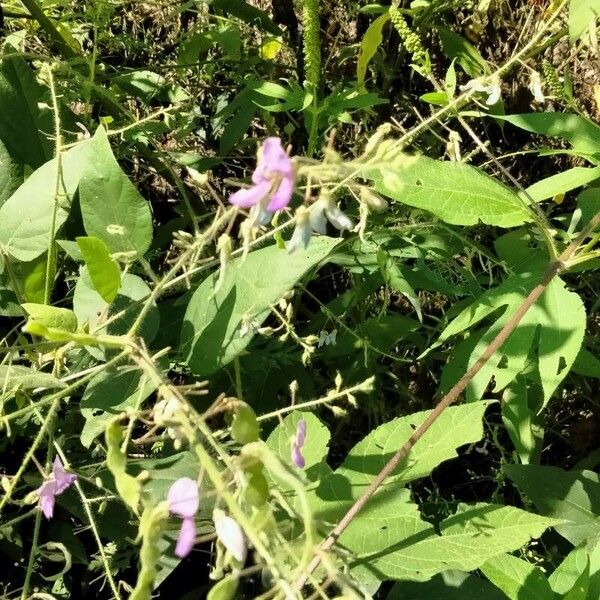 Desmodium canescens Flower