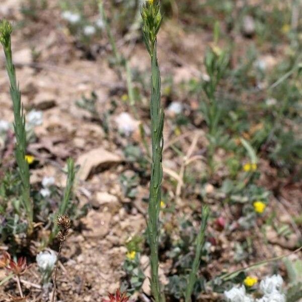 Linum corymbulosum Folha