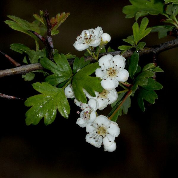 Crataegus monogyna പുഷ്പം