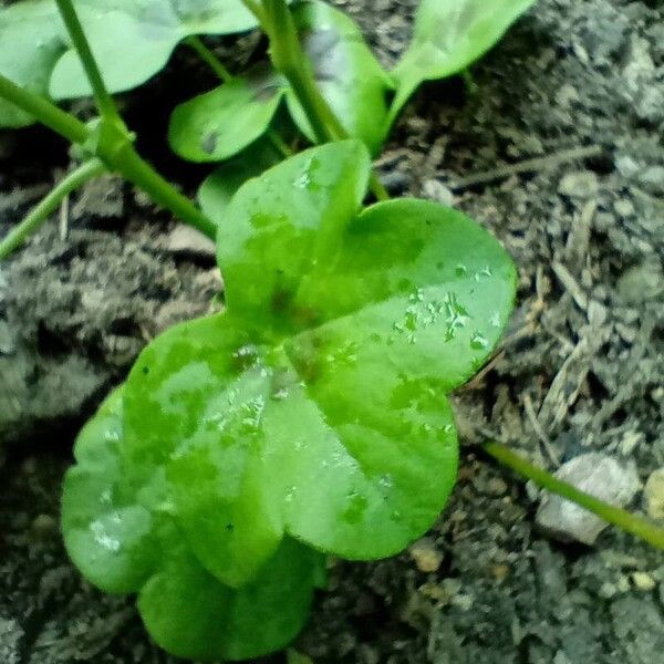 Pelargonium peltatum Blatt