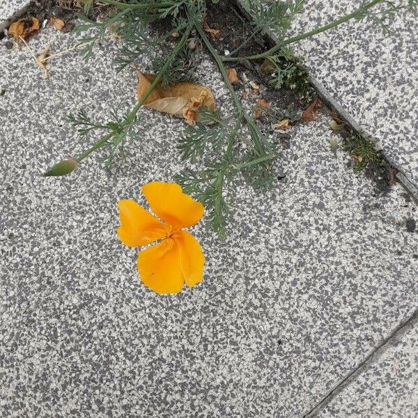 Eschscholzia californica Кветка