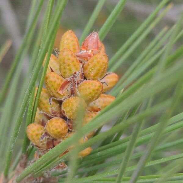 Pinus brutia Blomst