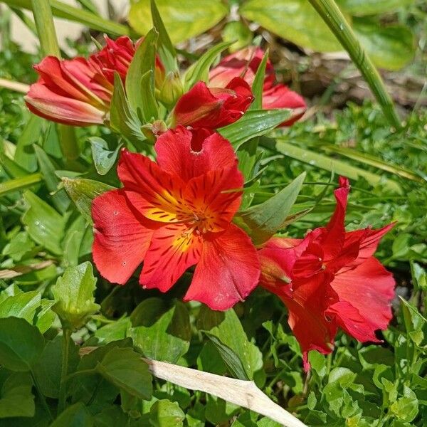 Alstroemeria aurea Цвят