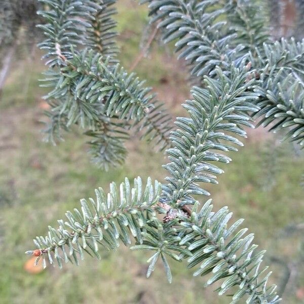 Abies pinsapo Leaf