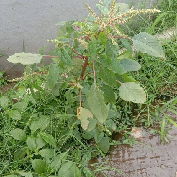 Amaranthus spinosus عادت داشتن